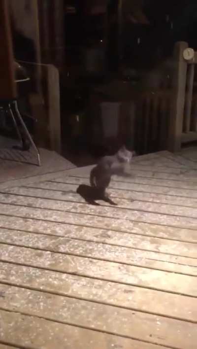 This cat catching snowflakes