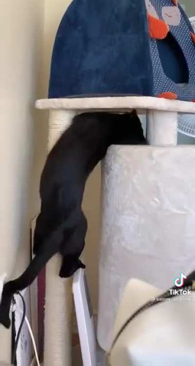 Spider cat... spider cat... does whatever... the fuck is that!?