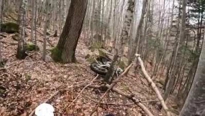 Bear attack