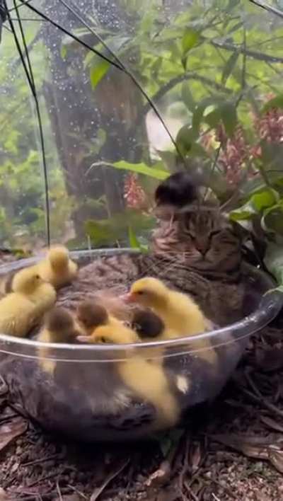 Good cat babysitter