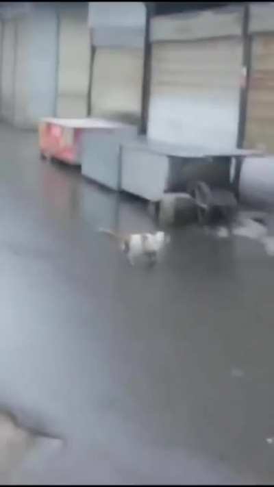 Нашёлся кот Нолана