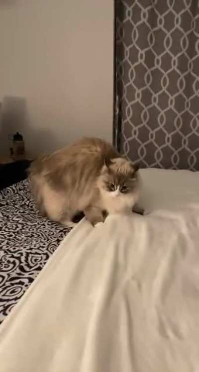 She’s ferocious 😼