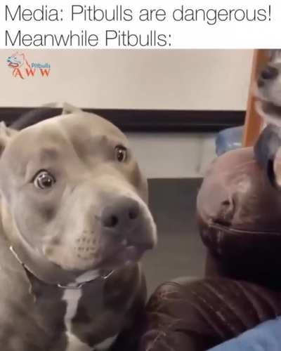 Don't be afraid of me ... I'm a good boy