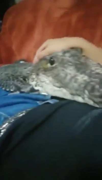 Gator coming to tell you that it’s gonna be ok 👍