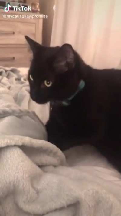 i know its a tiktok but i cant stop laughing