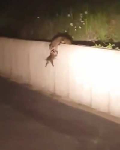 Raccoon teamwork