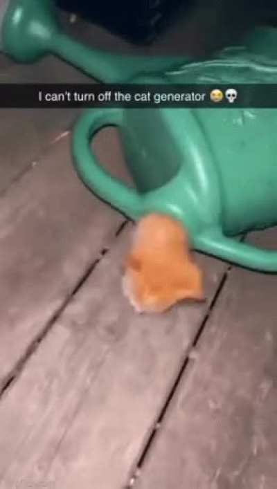cat generator!