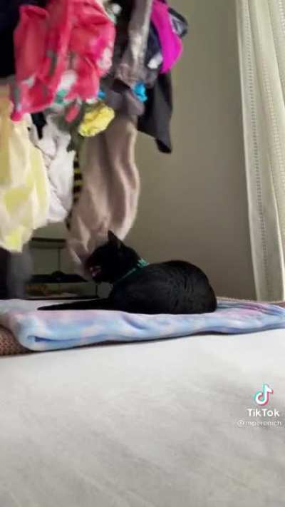 Perfectly cut… meow?