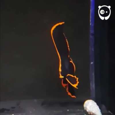 The Phoenix fish