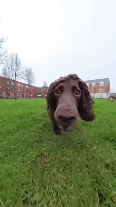 Fast doggo