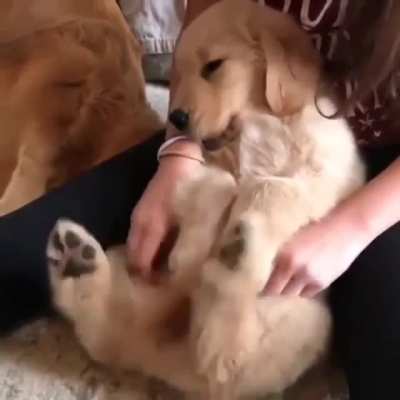 Scritches