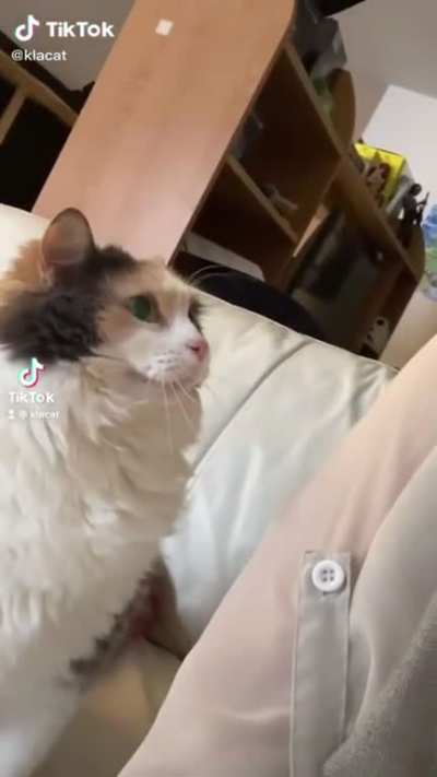 bonk