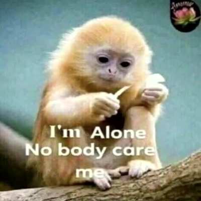 sad monky