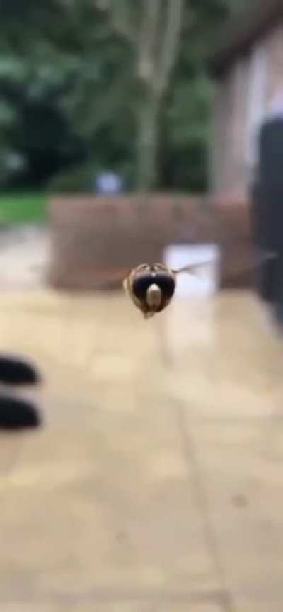 Hello there my little friend