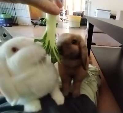 Since Buddy's feet were so popular, I thought you might like to see the other end in action! Bonus, rare footage of Masha included.