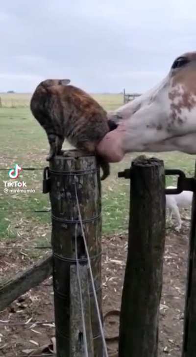 Just a little horseplay