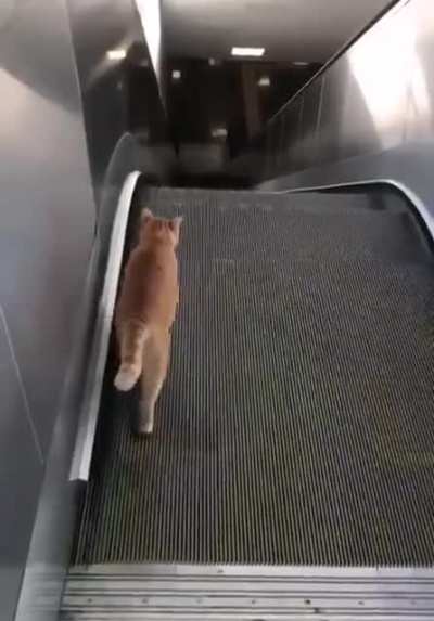 Фитне<wbr>с-кот