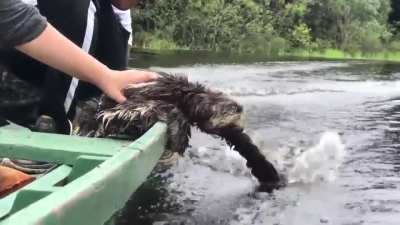Sloth plays with water