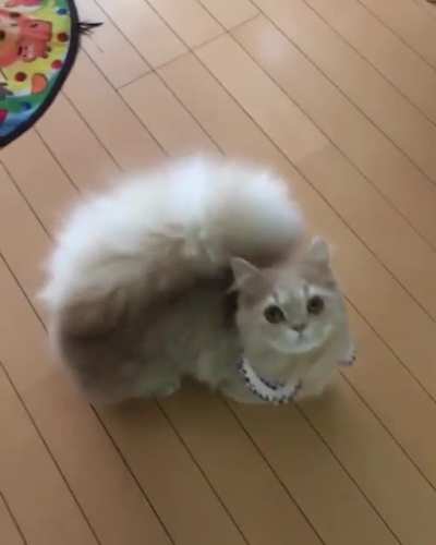 SquirrelCats