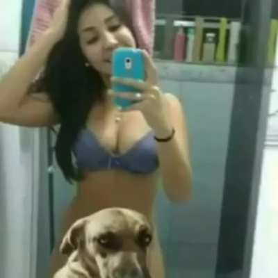 Sai dae cachorro