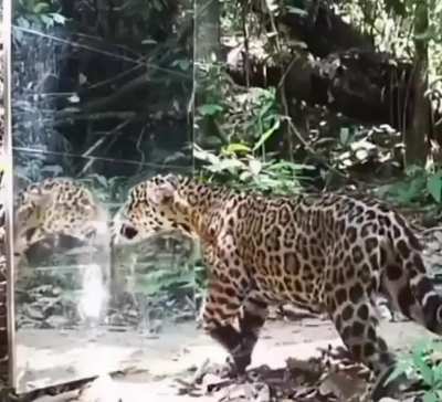 How different animals react to seeing a mirror