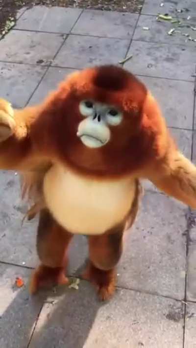 Çevrenizde monke sevmeyen biri varsa o kişiyi hayatınızdan çıkarın!!