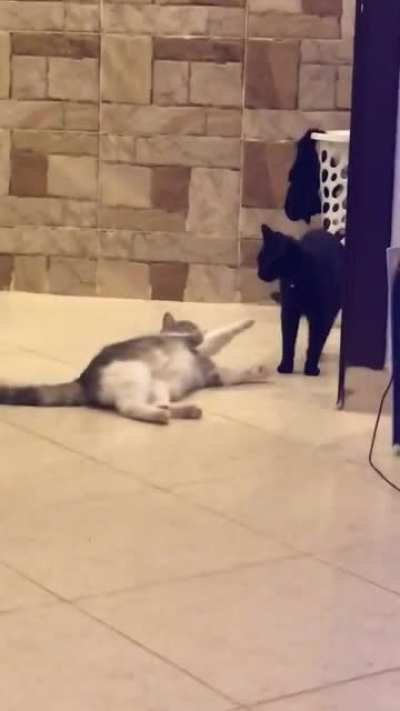 My cats are fighting.. soo