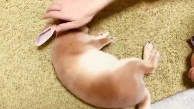 Bunny cuddleroll