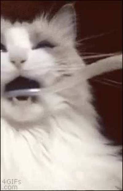 Cat is very confused.