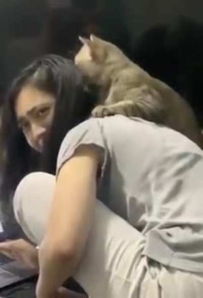 This Lovely cat