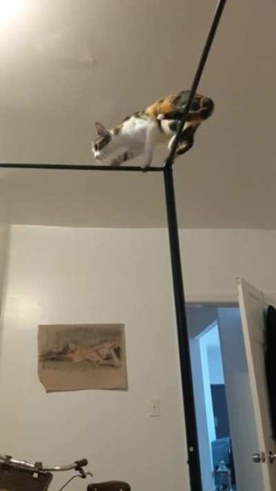 Котька