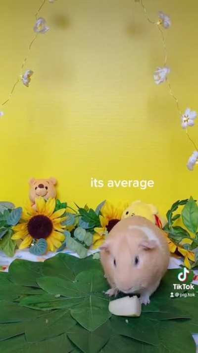 pooh tries new things!