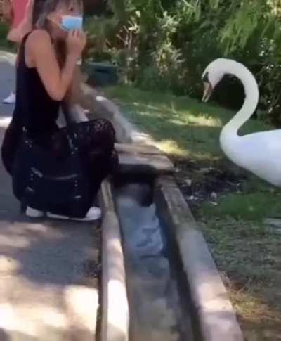 good swan