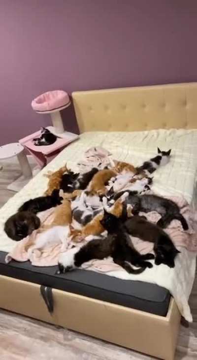 Мяу!