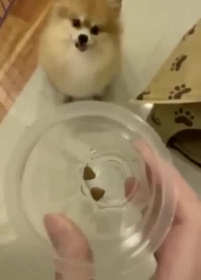 Hangry doggo