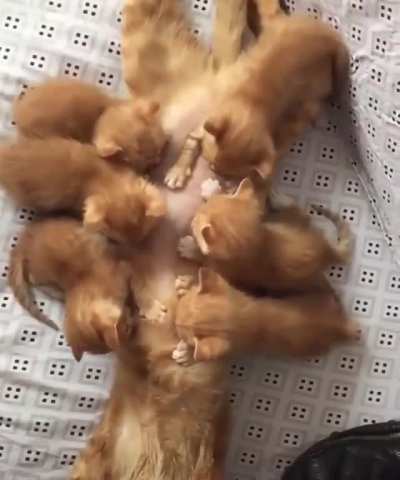 Motherhood