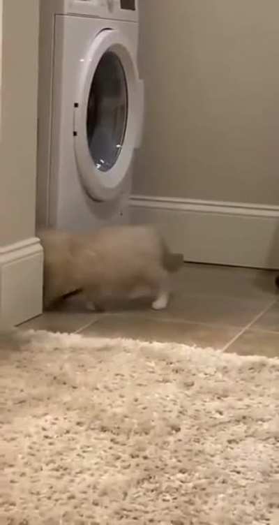 Catornado