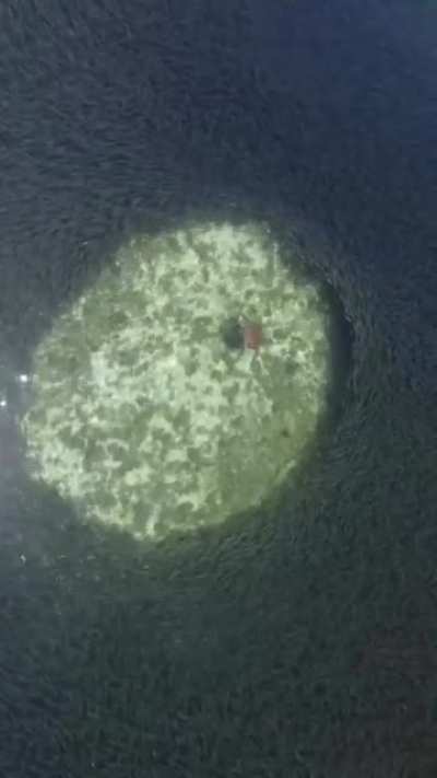 🔥 A turtle swimming through a school of fish