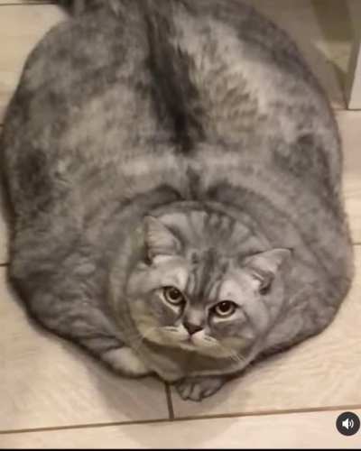 She’s a rescue cat and is currently on a diet