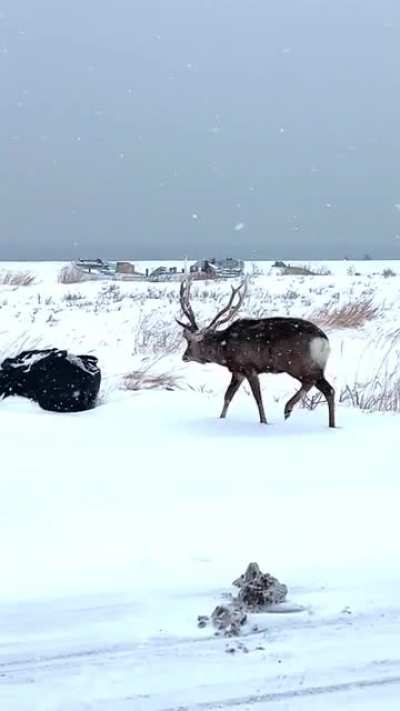 When a deer fight went wrong