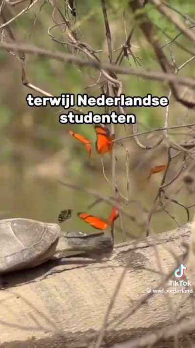 Ik🐼ihe