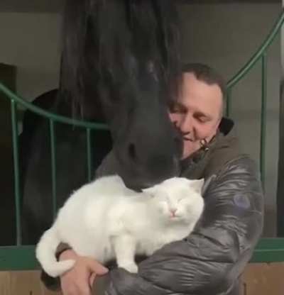 Horse grooming this Cat.