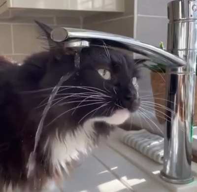 Blursed kritten