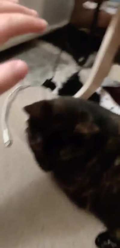 I tried to pet my cat named Tequila to the beat of the song 