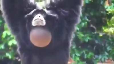 Monkey Scream!
