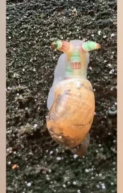 Leucochloridium, a parasitic worm that invades a snail's eyestalks, where it pulsates to imitate a caterpillar. The worm then mind-controls its host out into the open for hungry birds to pluck its eyes out.