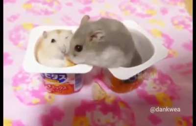Hamster slap