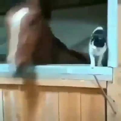 Uma amizade linda entre um cavalo é um gato '-'