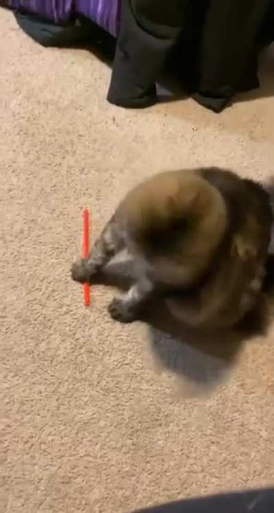 My sister’s cat, everyone.