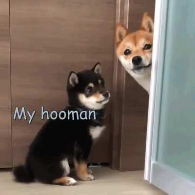 DOGS ONLY [OC]